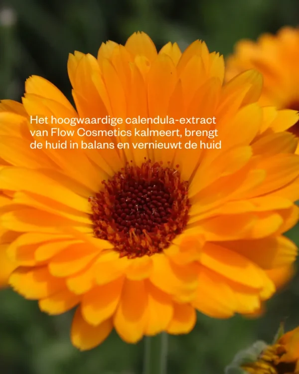 Flow Cosmetics - Marigold butter - Herstellende all-round crème - Afbeelding 3